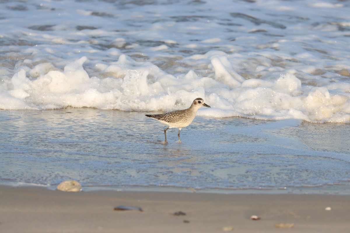 Chorlito Gris - ML645697556