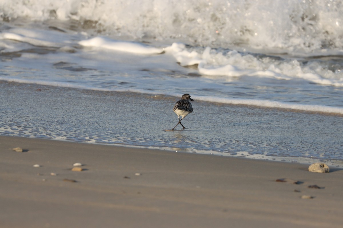 Chorlito Gris - ML645697557