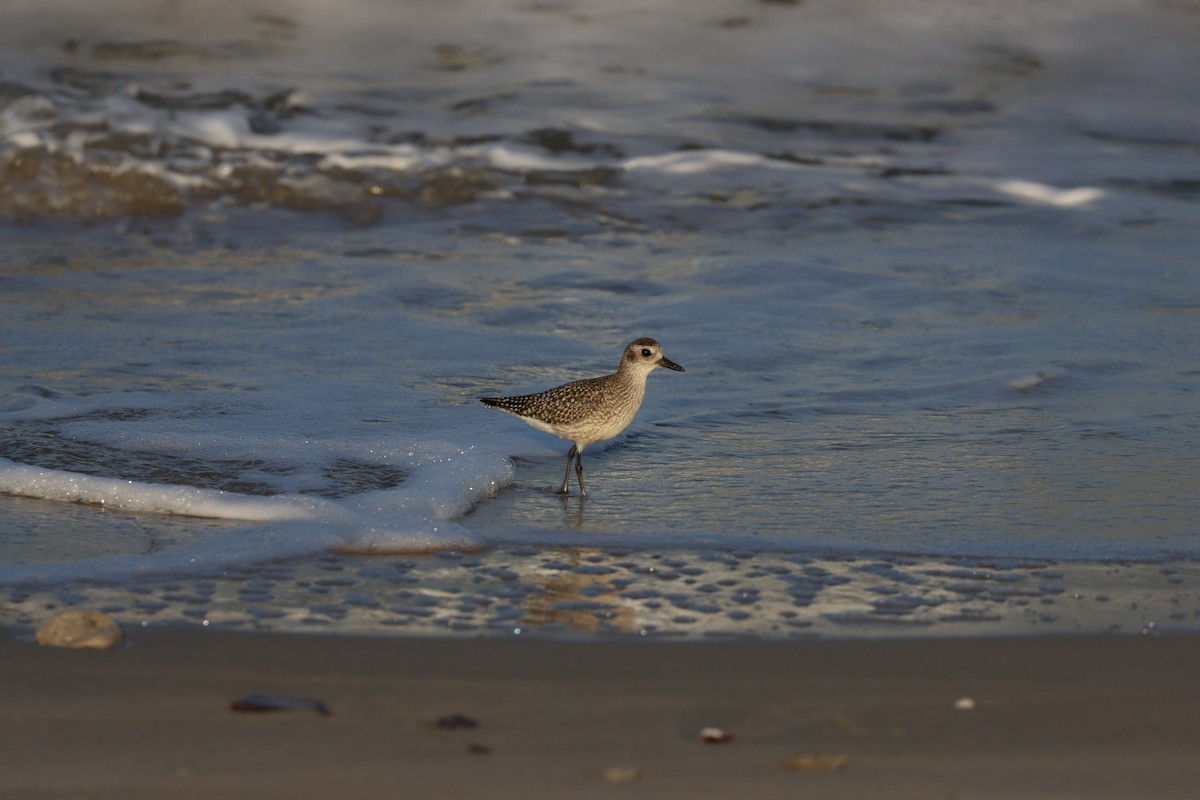 Chorlito Gris - ML645697558