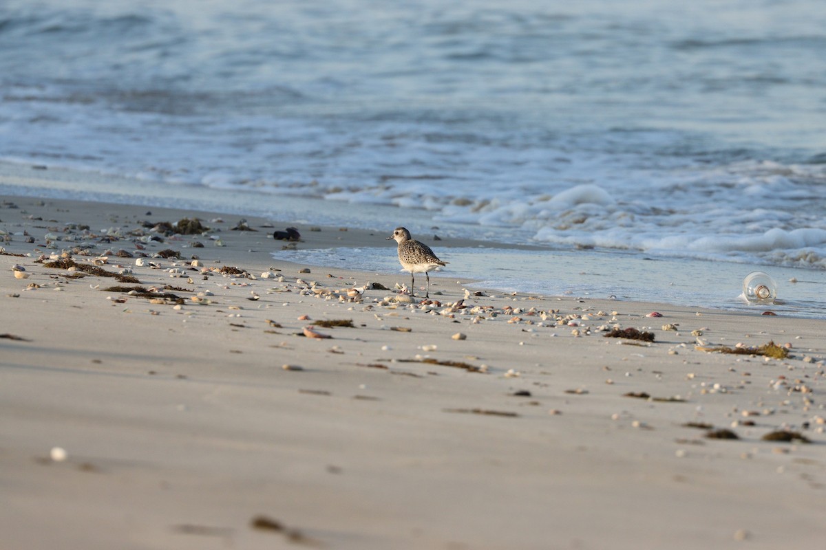 Chorlito Gris - ML645697559