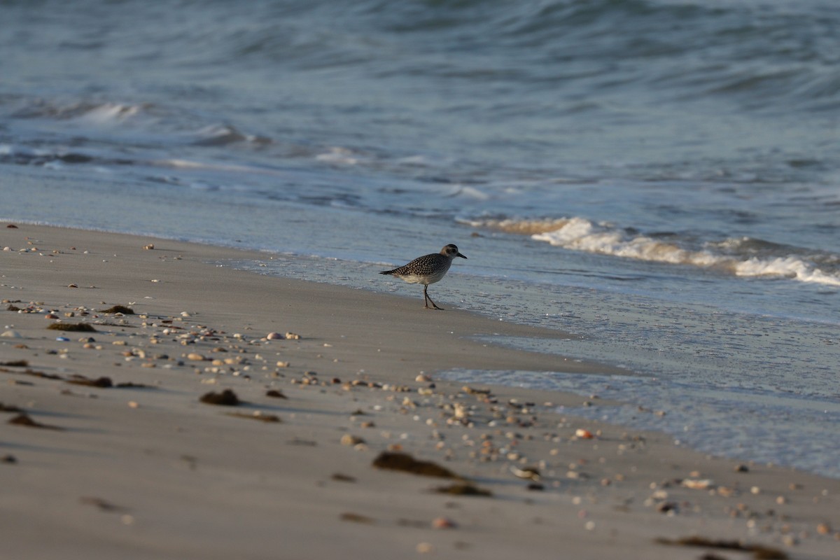 Chorlito Gris - ML645697560