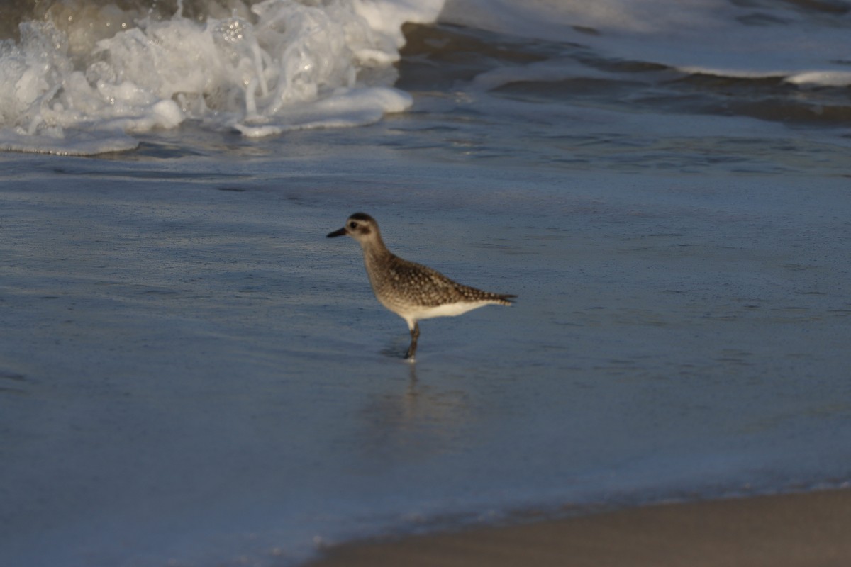 Chorlito Gris - ML645697561