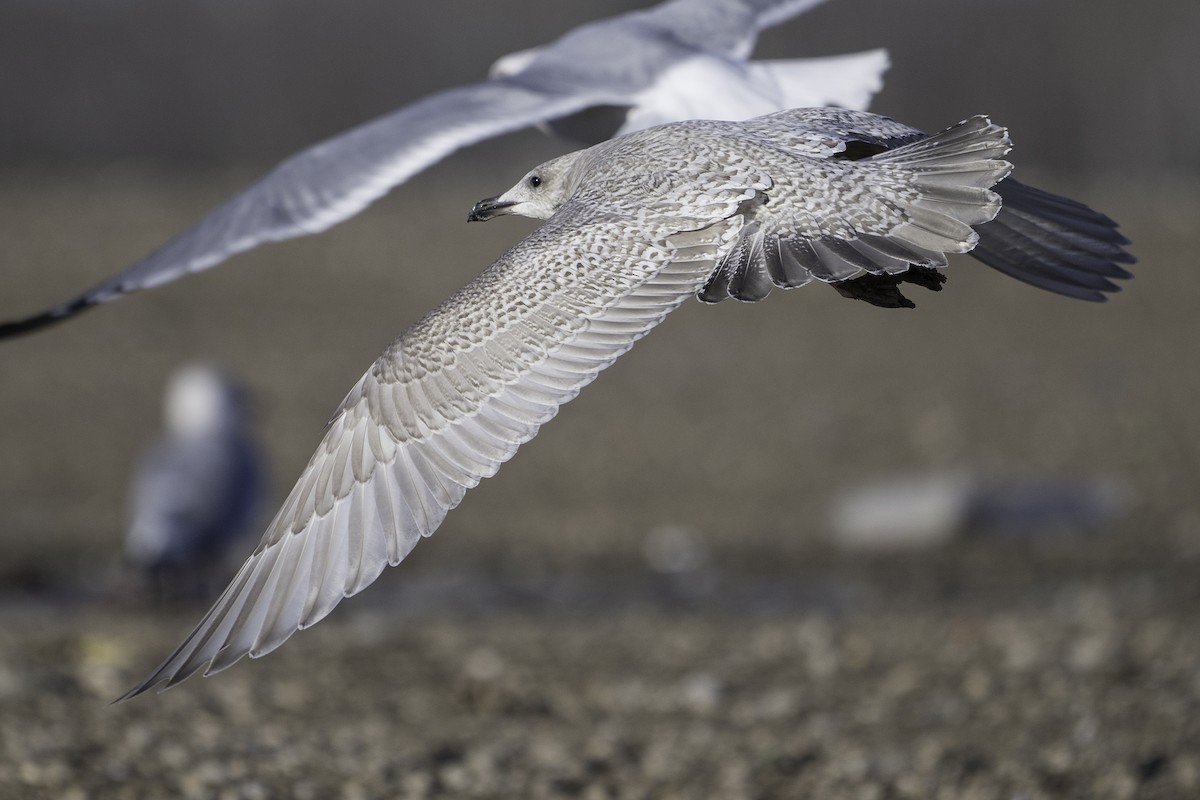 Iceland Gull (kumlieni) - ML645697562