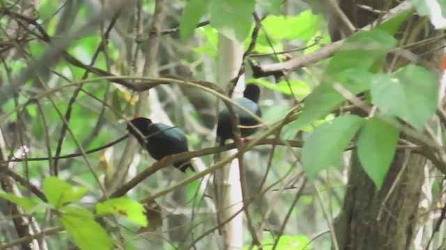 Манакін-червононіг північний - ML645697563