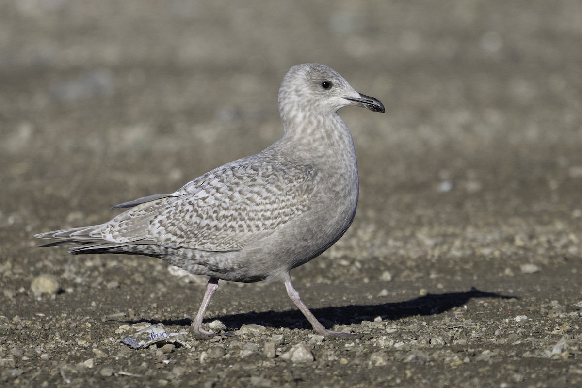 Iceland Gull (kumlieni) - ML645697567