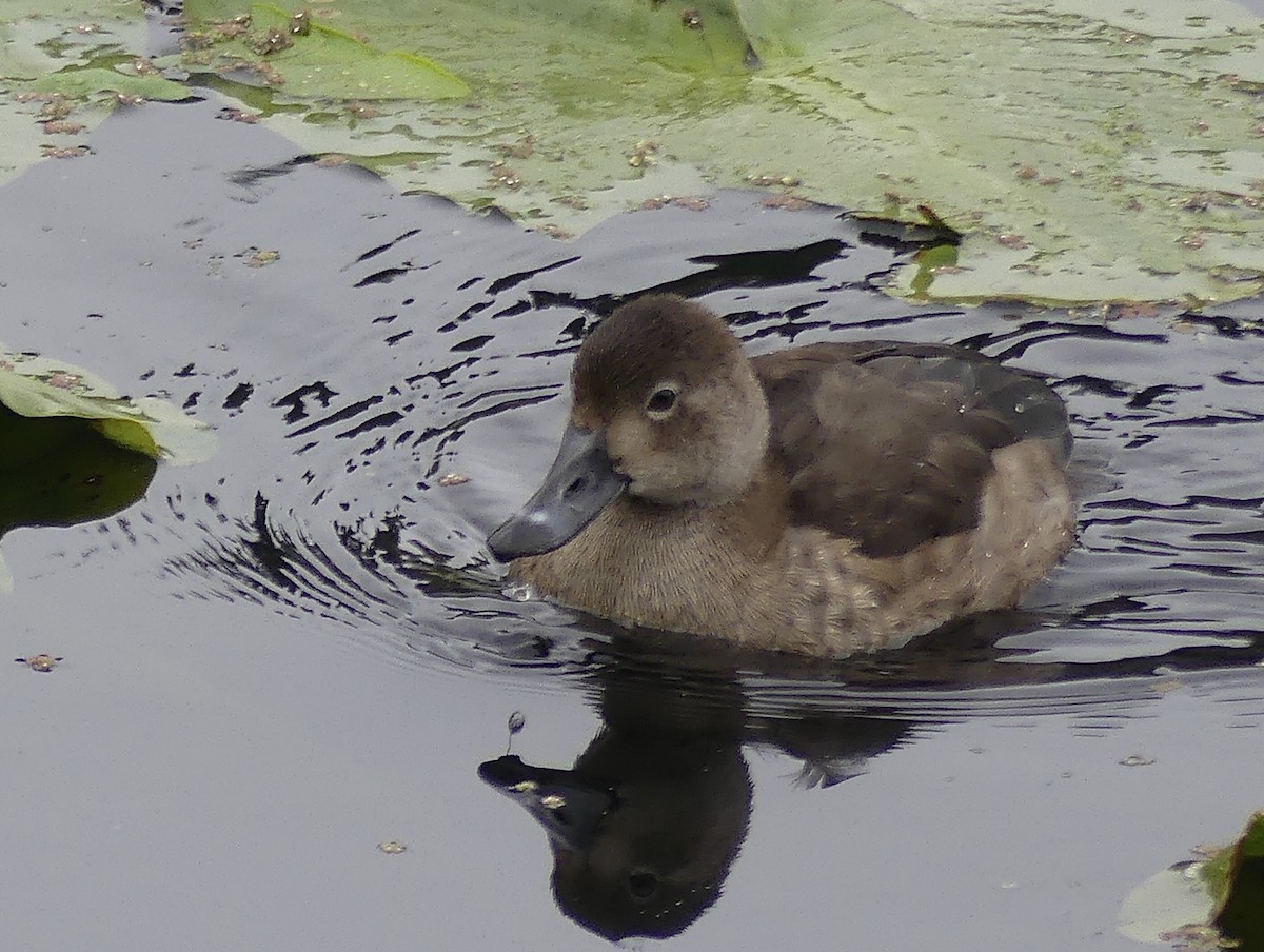 Redhead - ML645697569