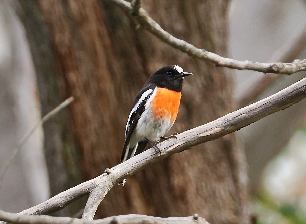 Scarlet Robin - ML645697570