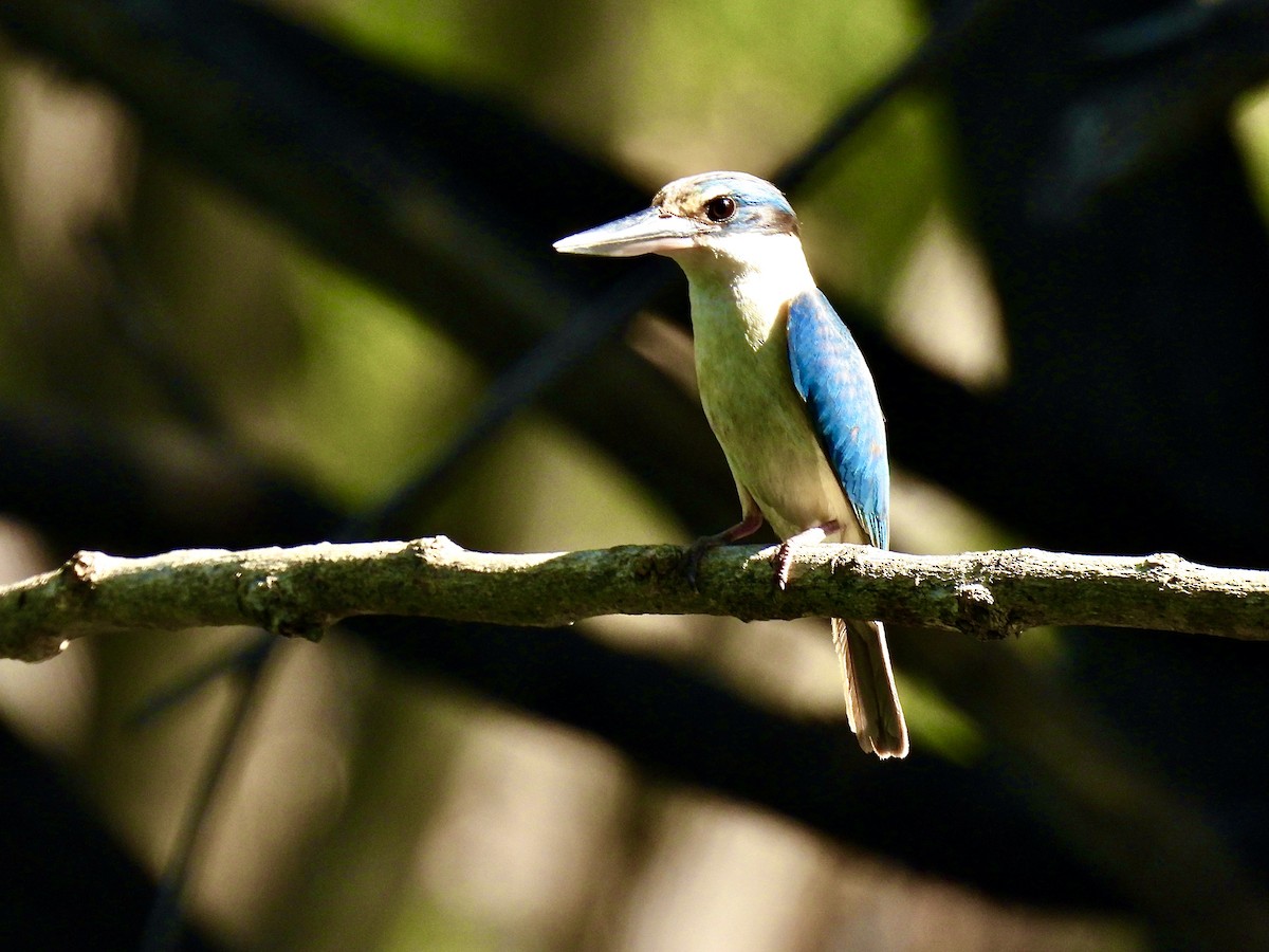 Sacred Kingfisher - ML645697571