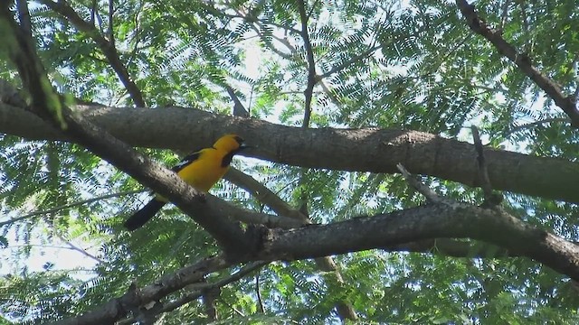 Трупіал чорноволий - ML645697574