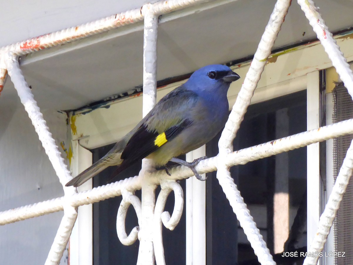 Yellow-winged Tanager - ML645697579
