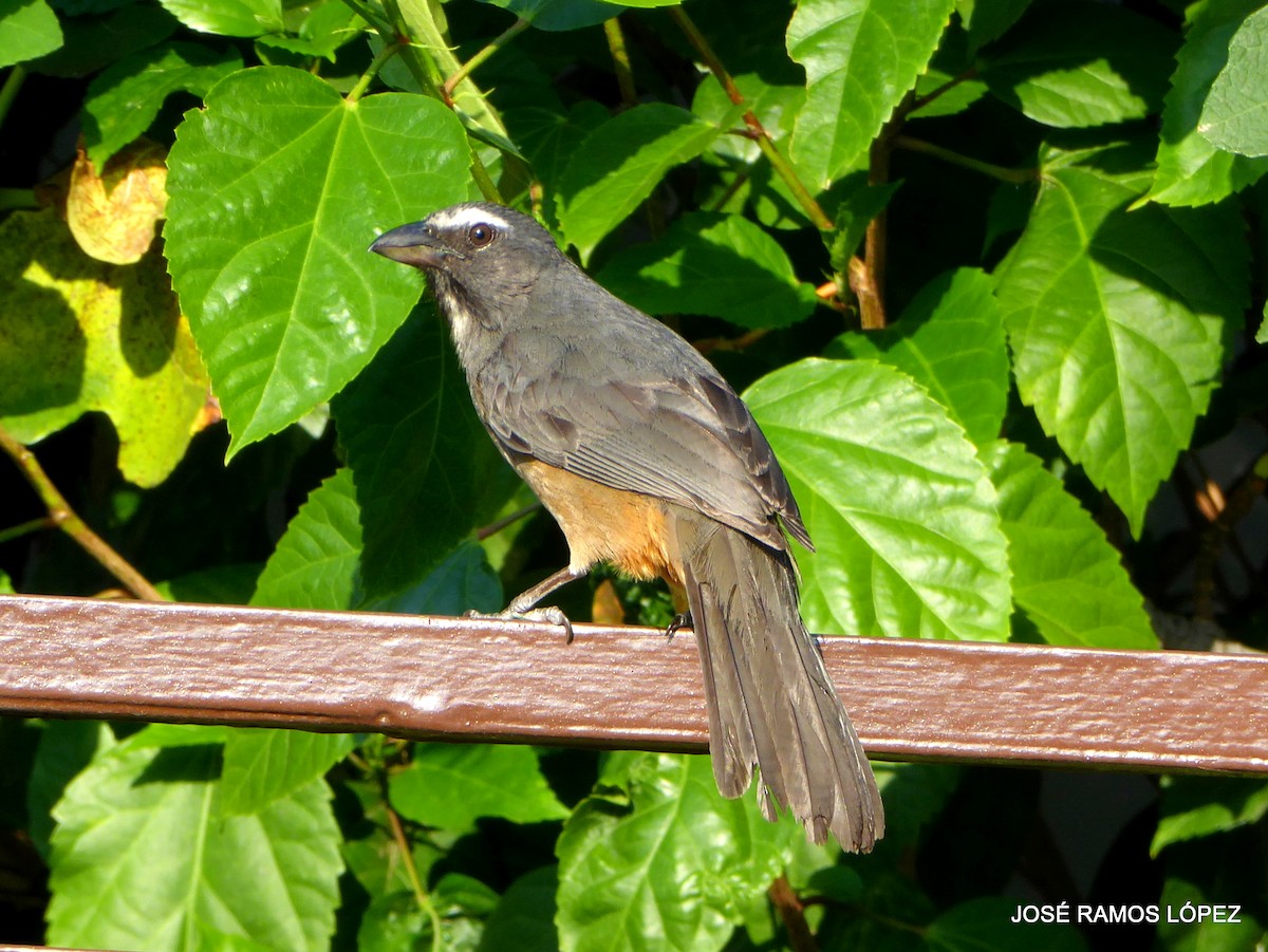 Cinnamon-bellied Saltator - ML645697582