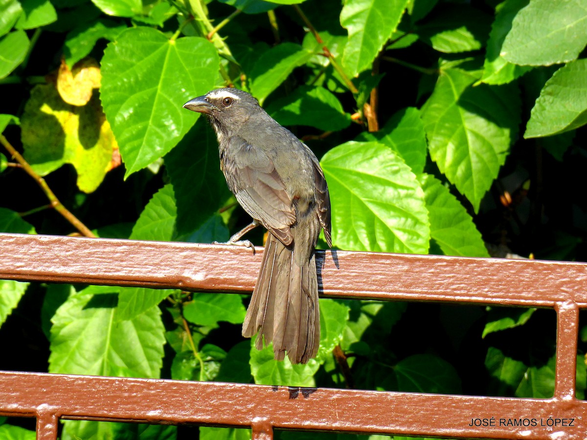 Cinnamon-bellied Saltator - ML645697583