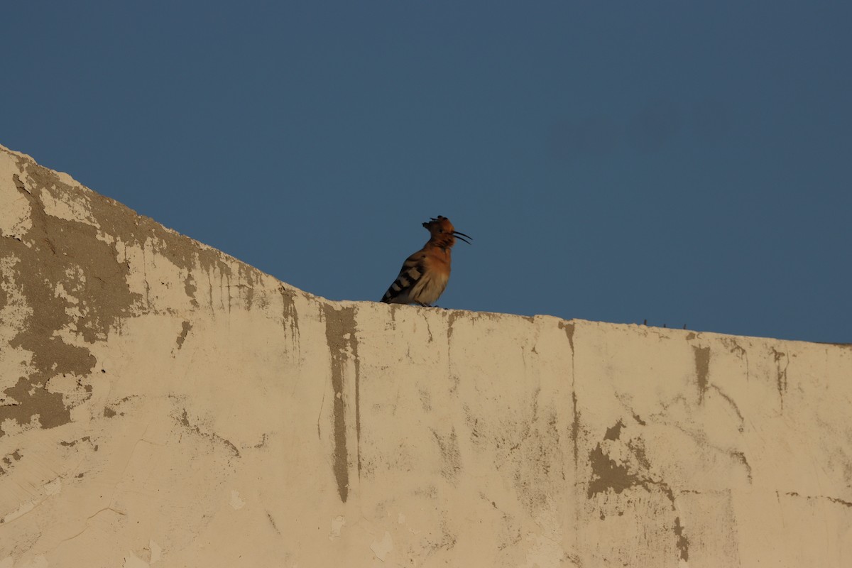 ヤツガシラ（epops グループ） - ML645697585