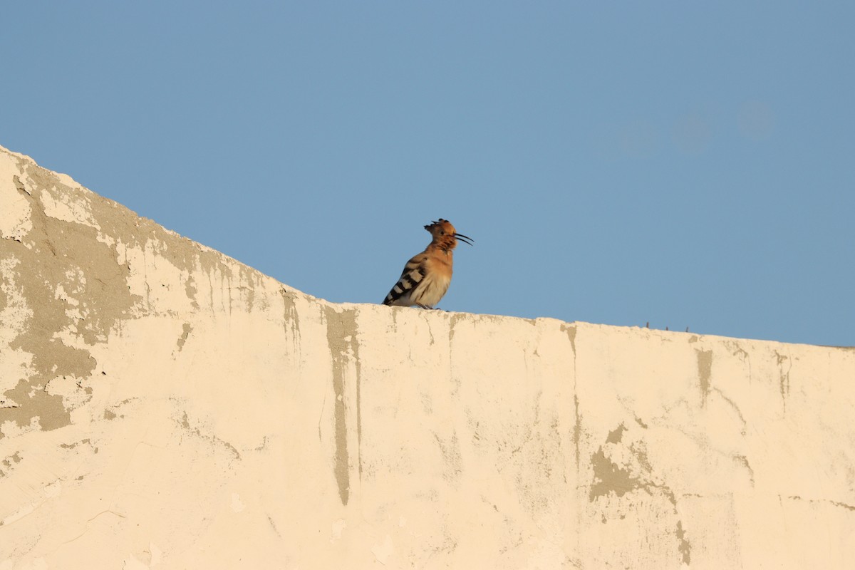 ヤツガシラ（epops グループ） - ML645697586