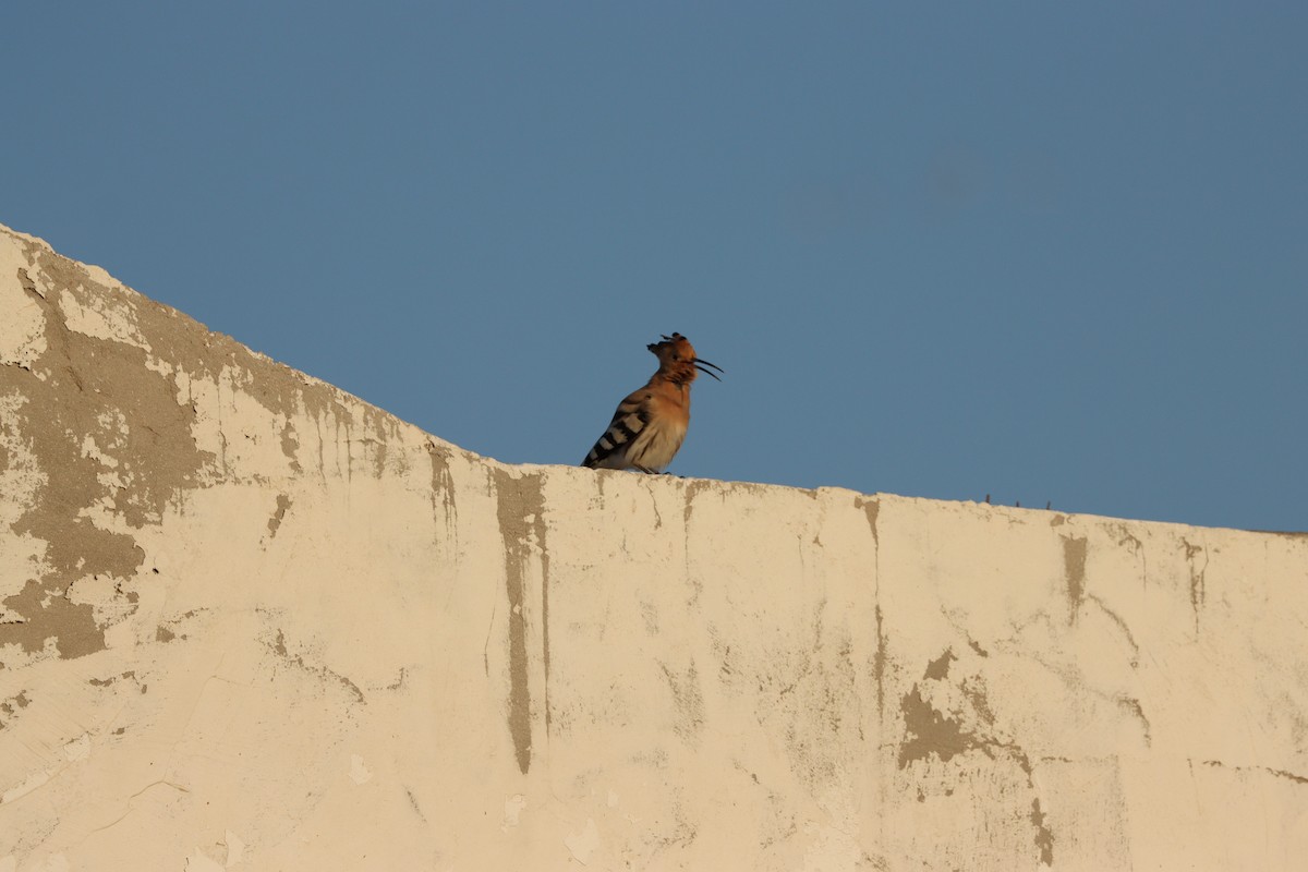 ヤツガシラ（epops グループ） - ML645697587