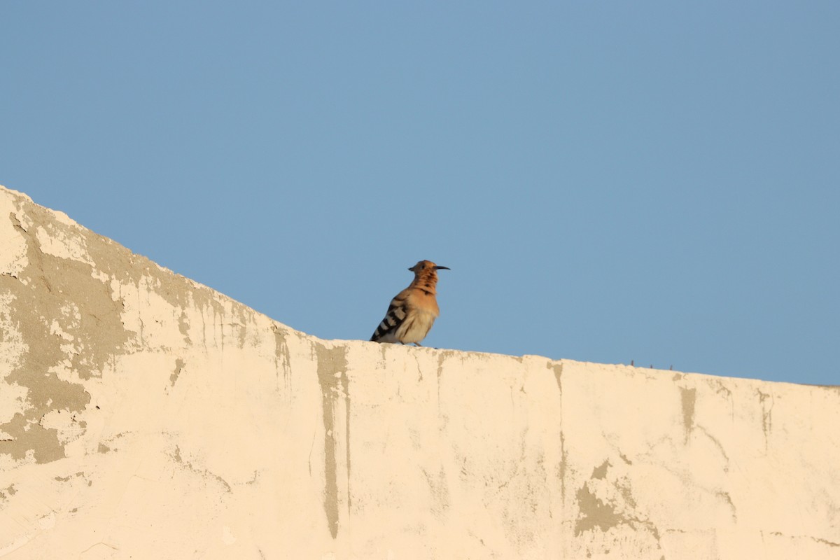 ヤツガシラ（epops グループ） - ML645697588