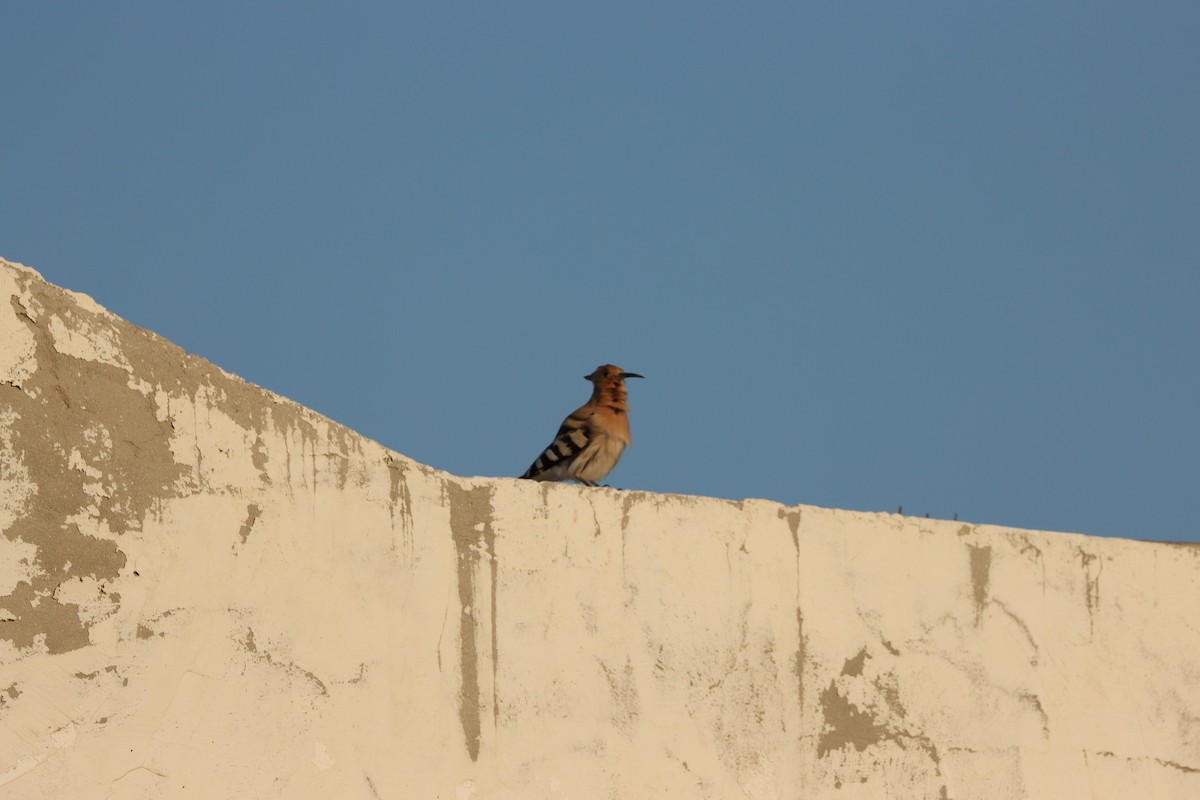 ヤツガシラ（epops グループ） - ML645697589