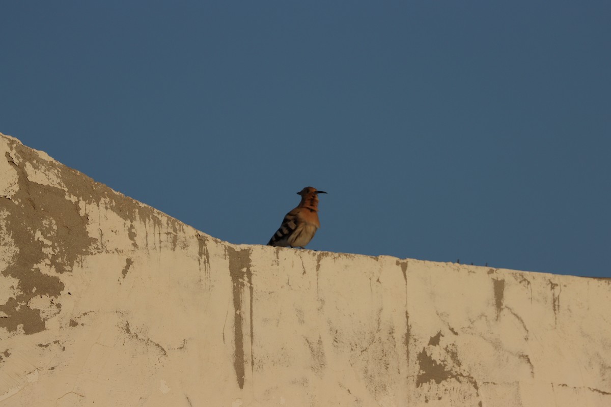 ヤツガシラ（epops グループ） - ML645697590