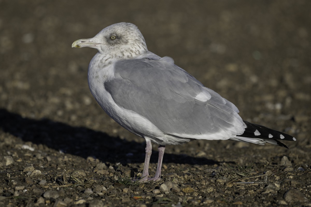 アメリカセグロカモメ - ML645697592