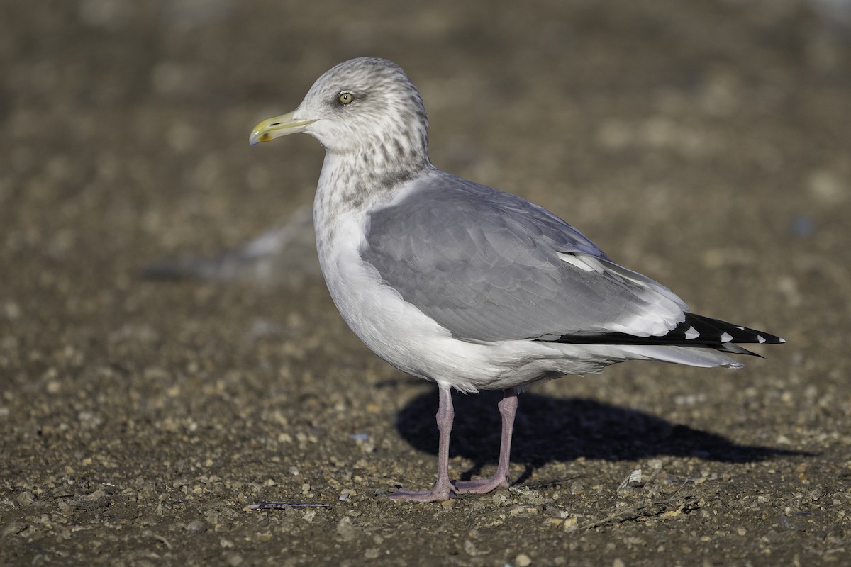 アメリカセグロカモメ - ML645697593