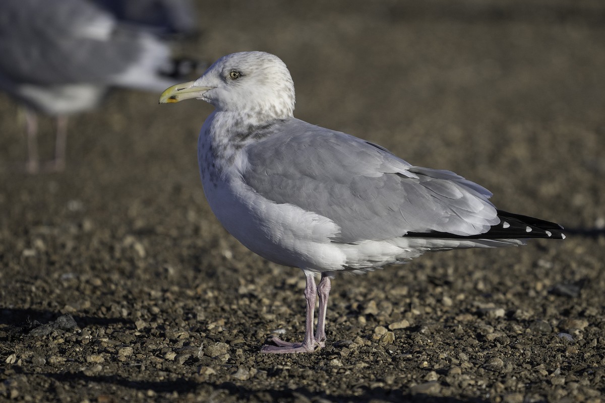 アメリカセグロカモメ - ML645697594