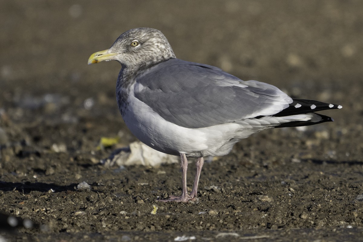 アメリカセグロカモメ - ML645697595