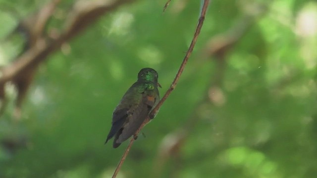 ルリオエメラルドハチドリ - ML645697597