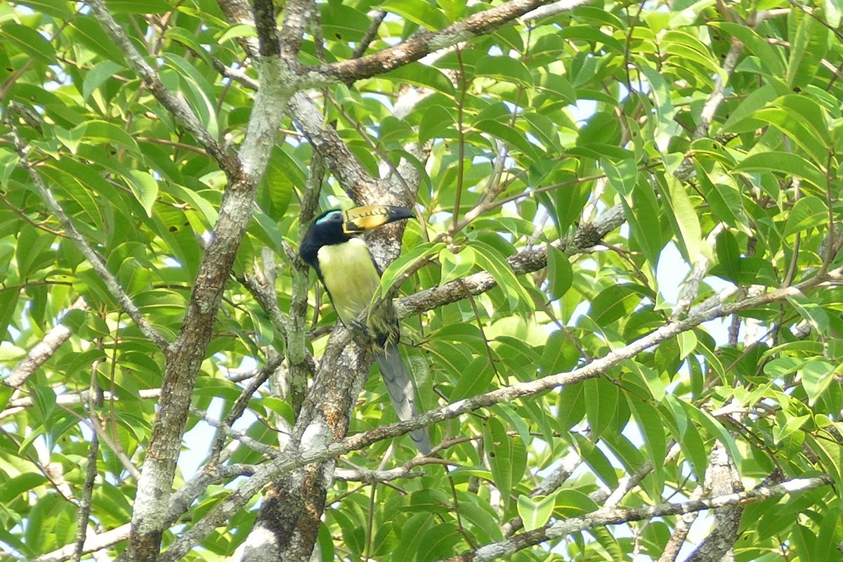 スジキムネチュウハシ - ML645697598