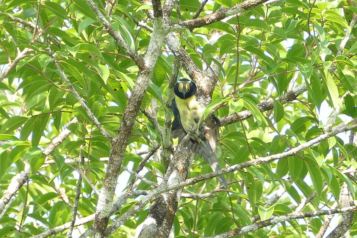 スジキムネチュウハシ - ML645697599