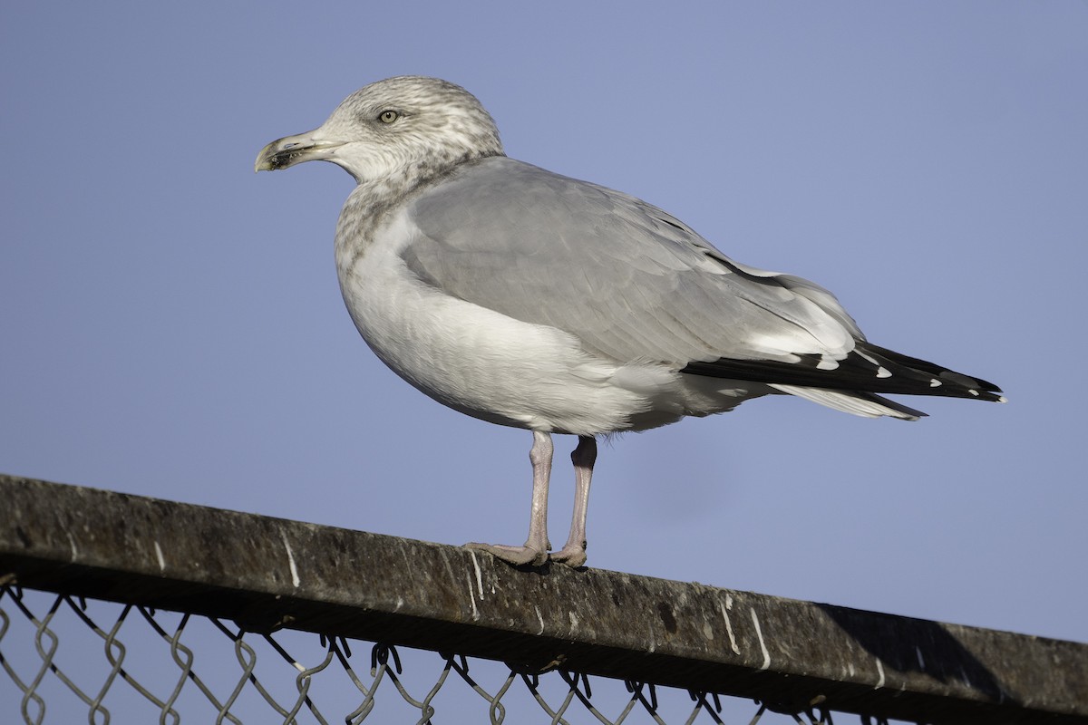 アメリカセグロカモメ - ML645697600