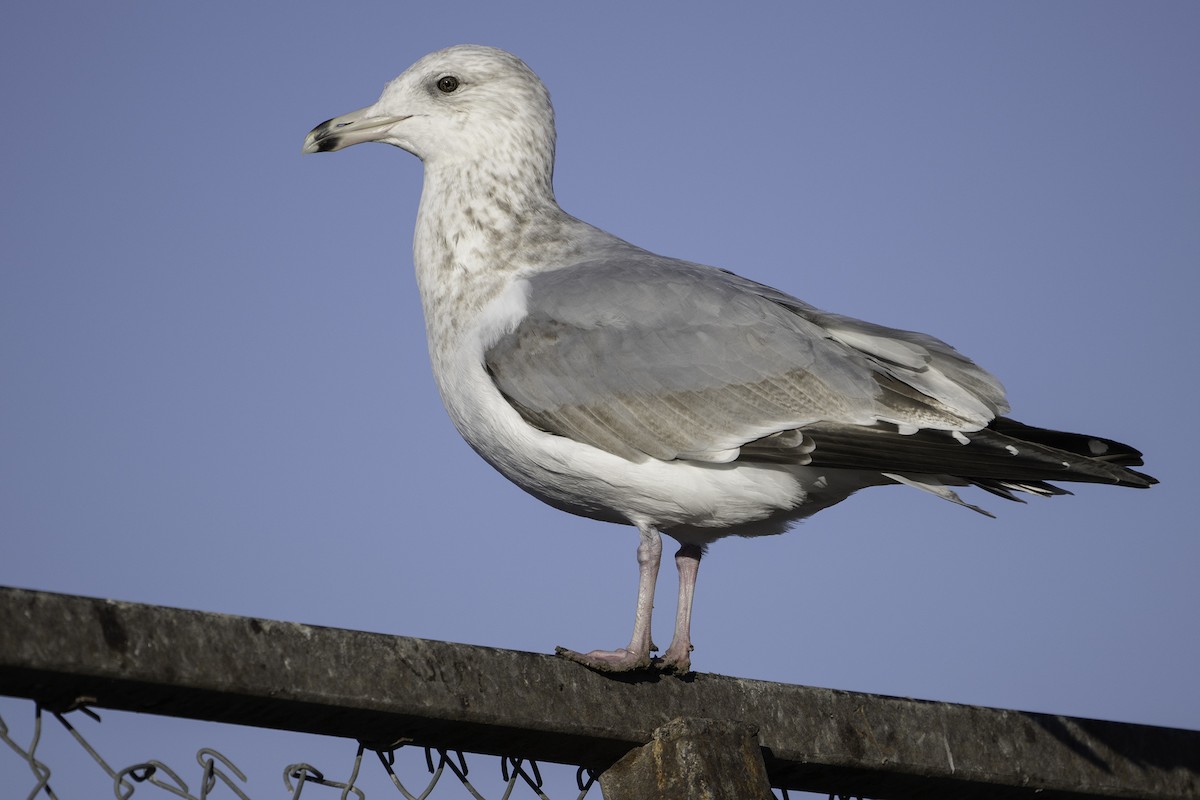 アメリカセグロカモメ - ML645697601