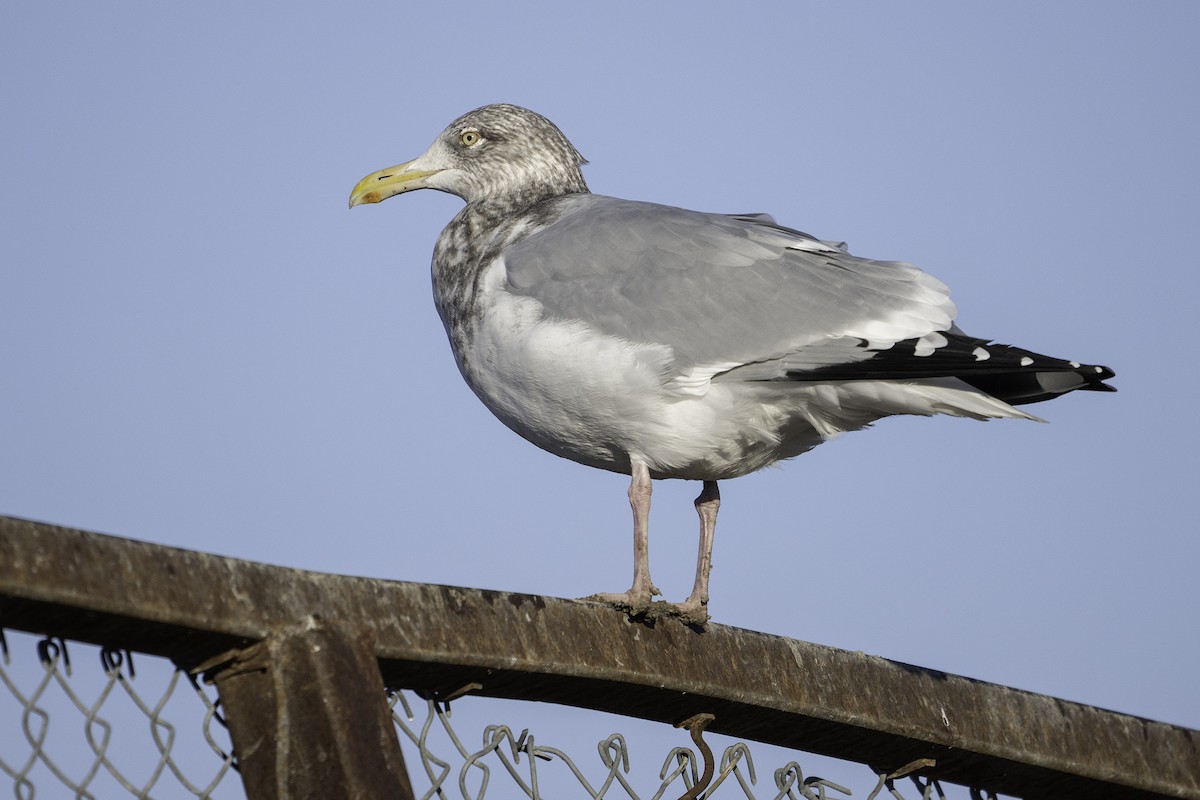 アメリカセグロカモメ - ML645697602