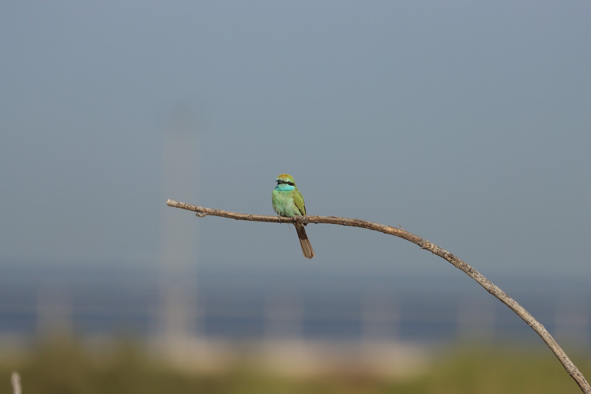 Arabian Green Bee-eater - ML645697603