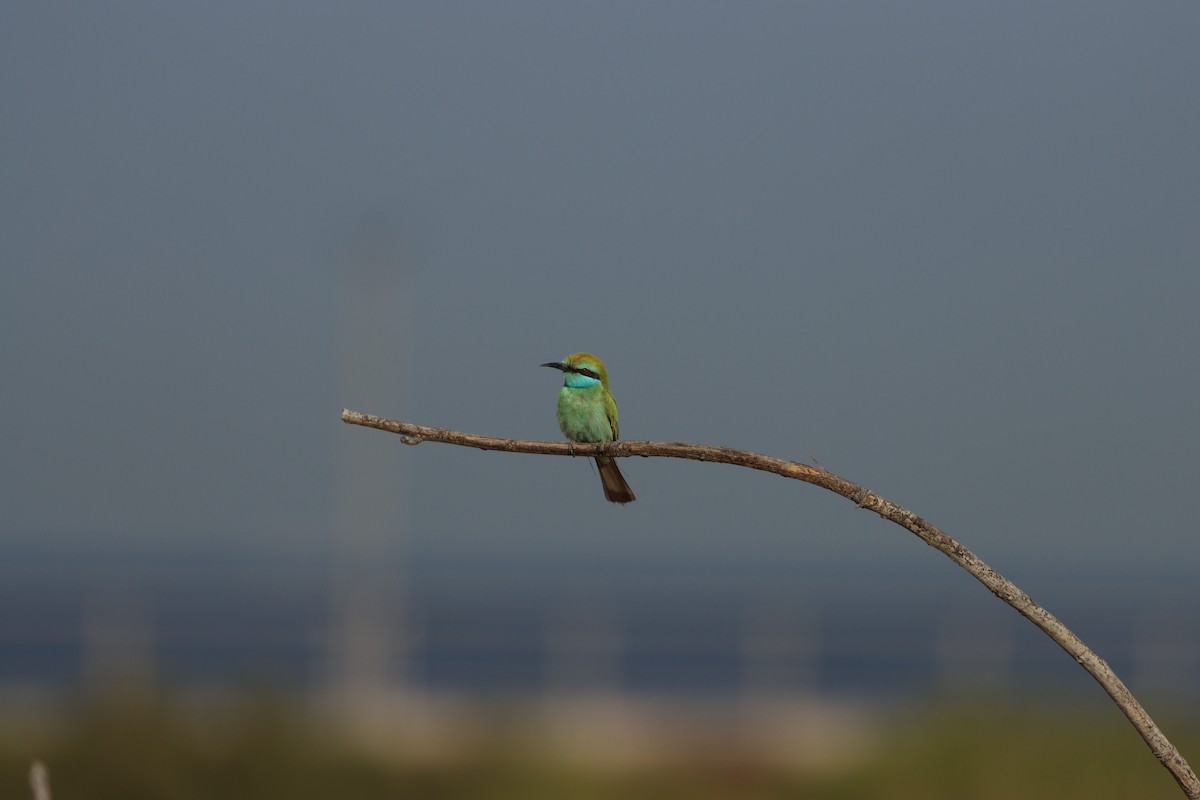 Arabian Green Bee-eater - ML645697604