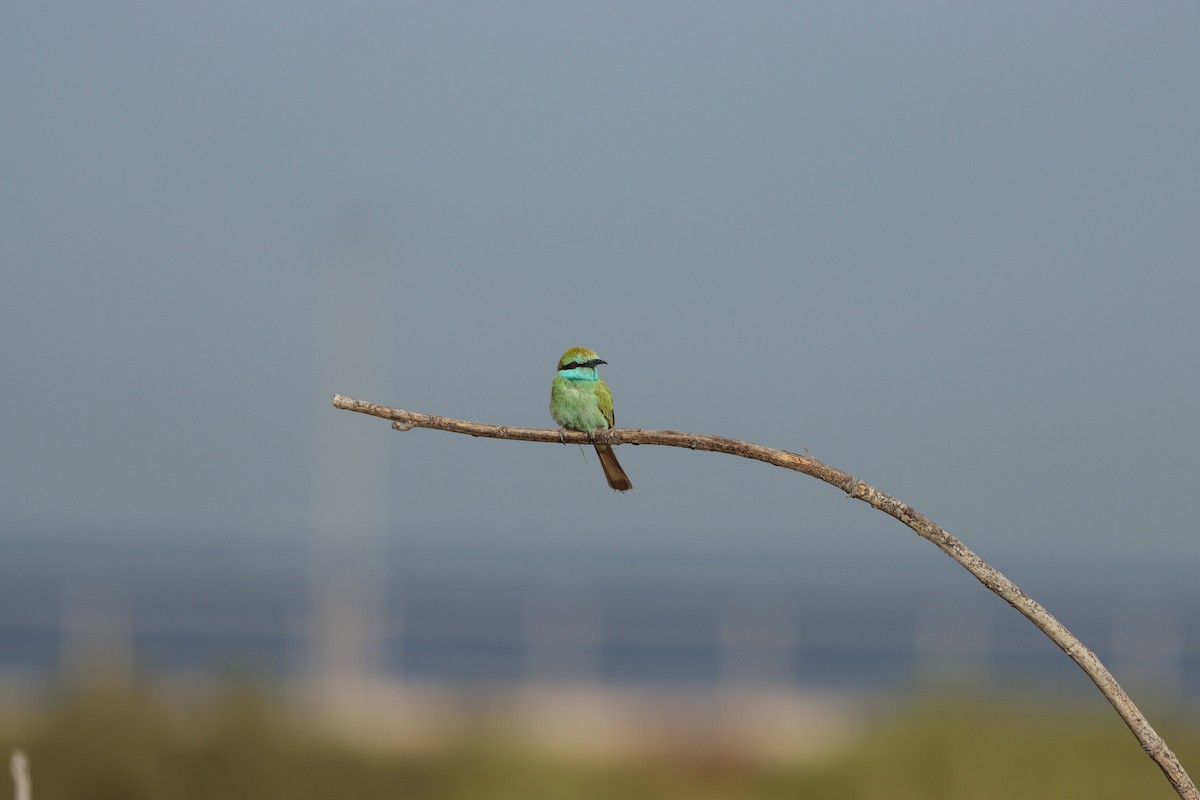 Arabian Green Bee-eater - ML645697605