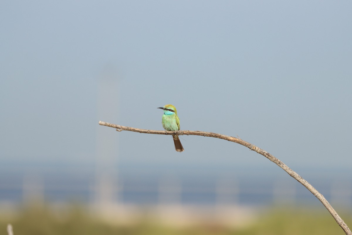 Arabian Green Bee-eater - ML645697606