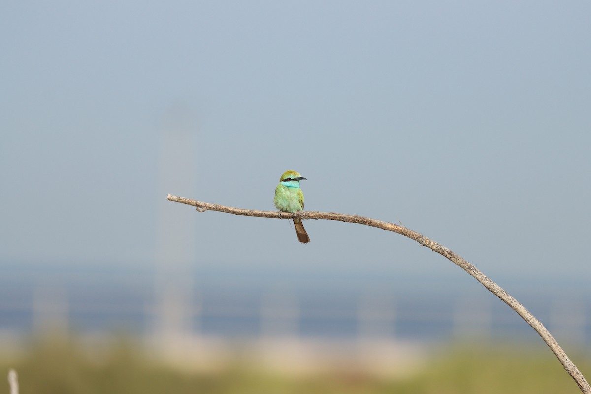 Arabian Green Bee-eater - ML645697607