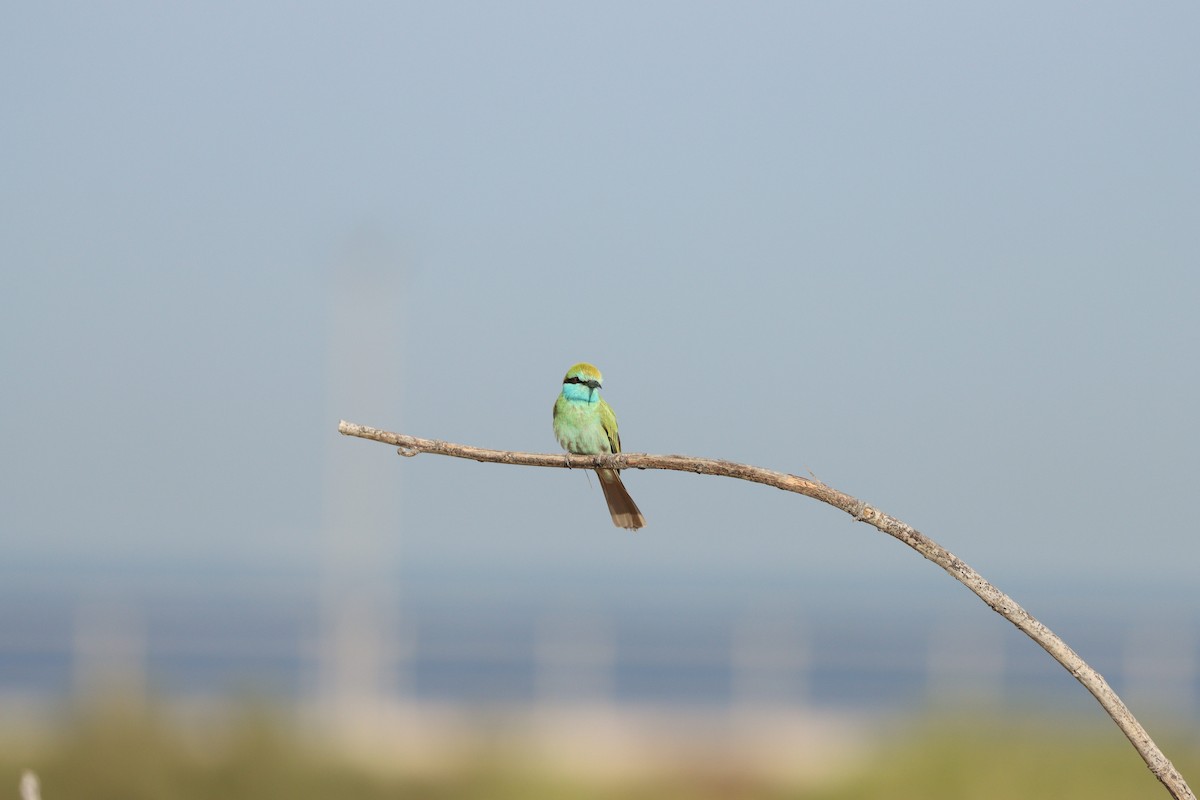 Arabian Green Bee-eater - ML645697608
