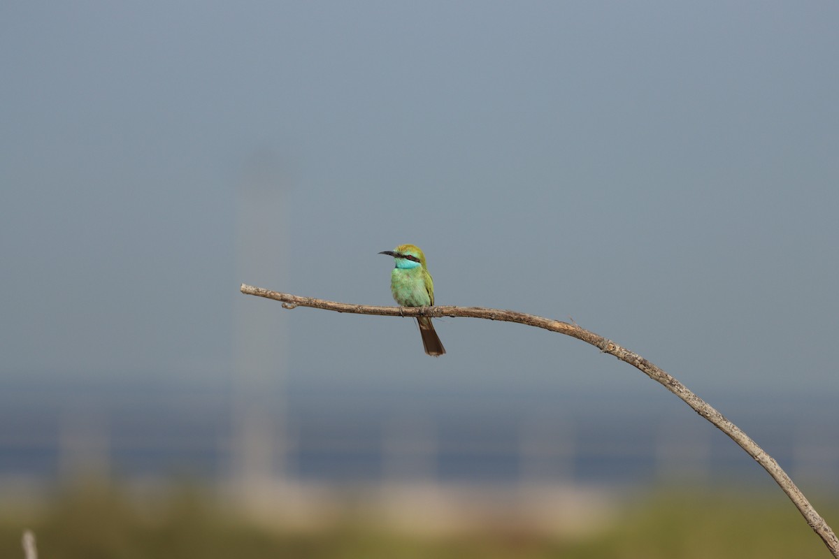 Arabian Green Bee-eater - ML645697609
