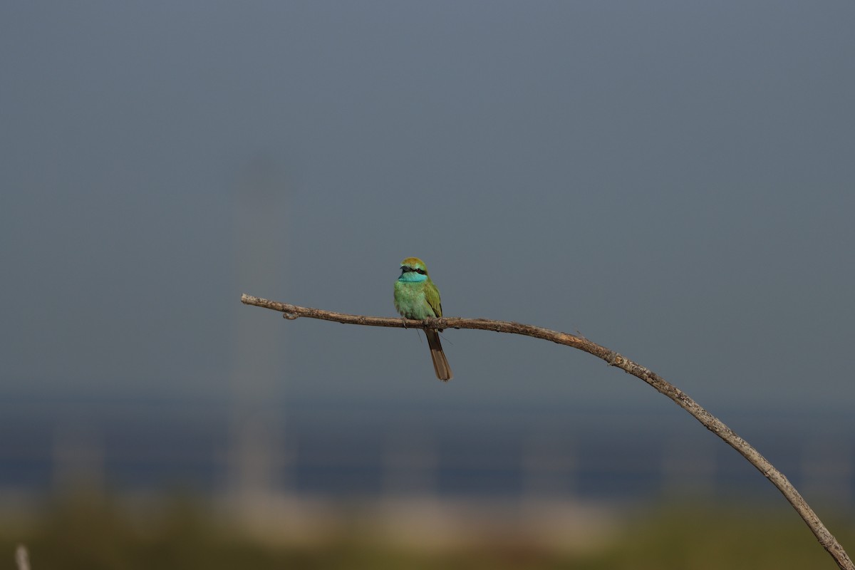 Arabian Green Bee-eater - ML645697610
