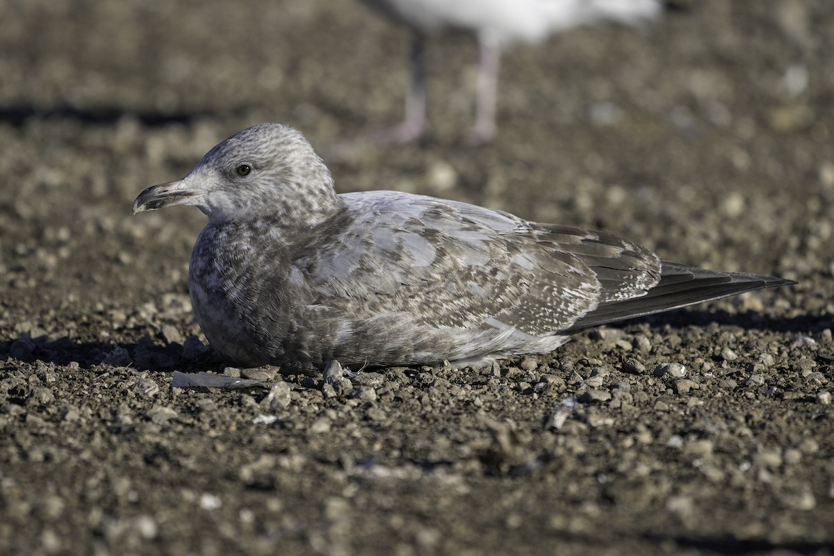 アメリカセグロカモメ - ML645697612