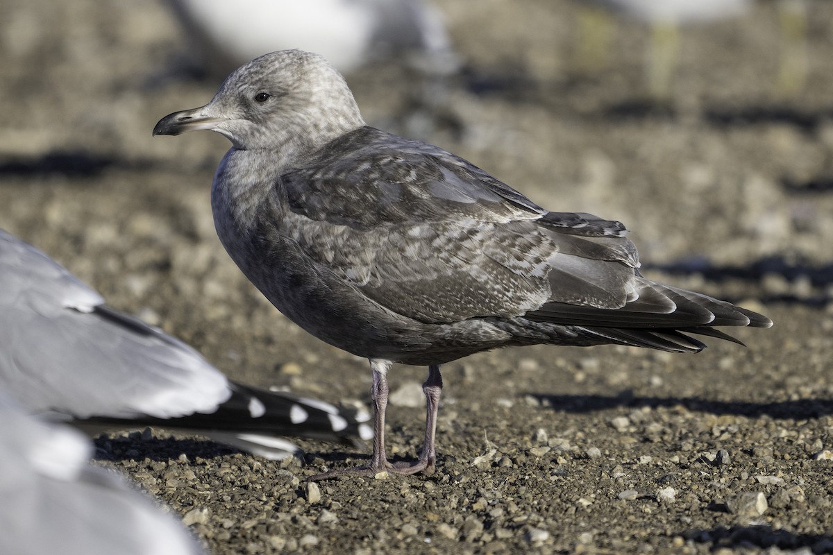 アメリカセグロカモメ - ML645697613