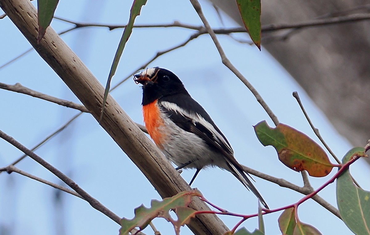 サンショクヒタキ - ML645697614