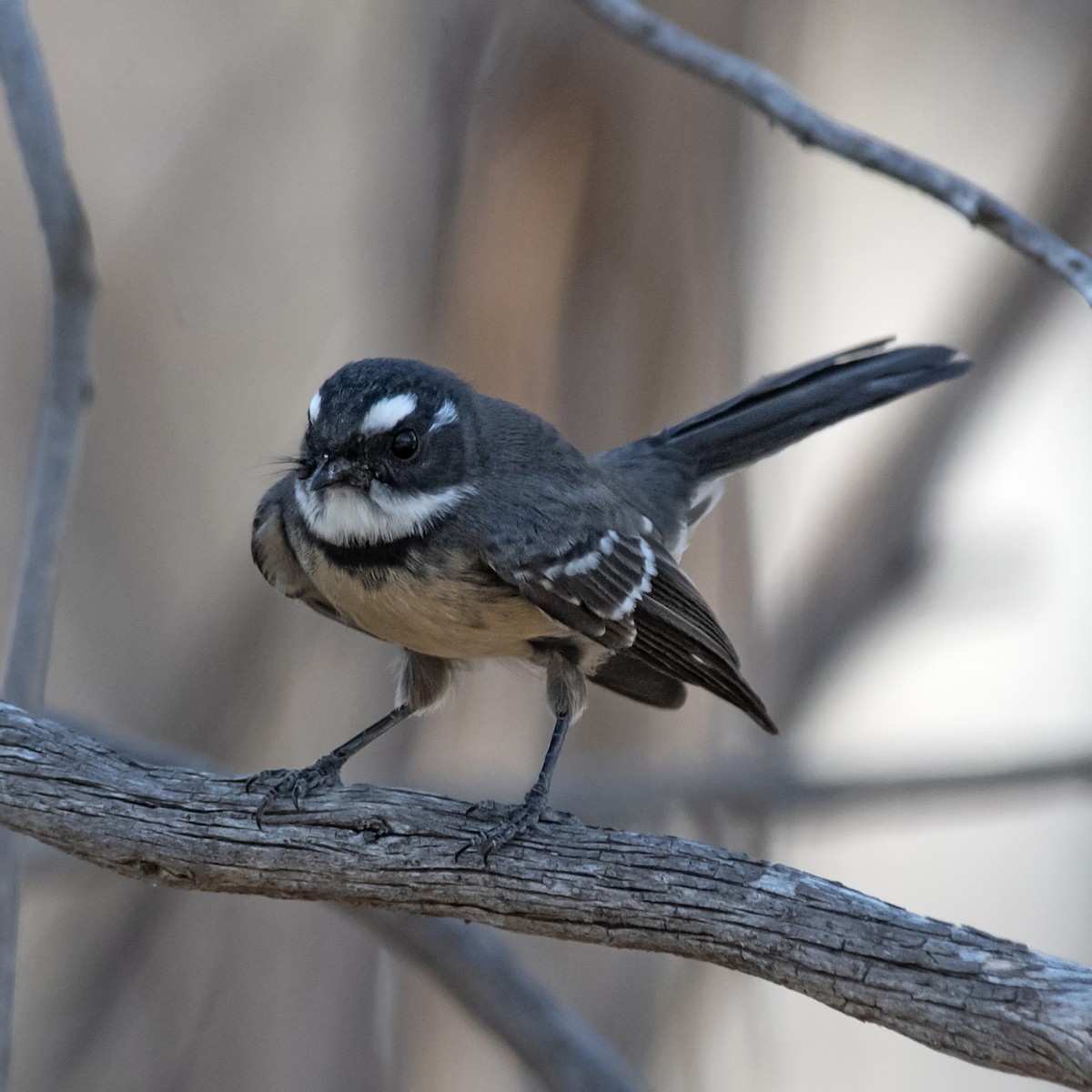 ハイイロオウギビタキ - ML645697615