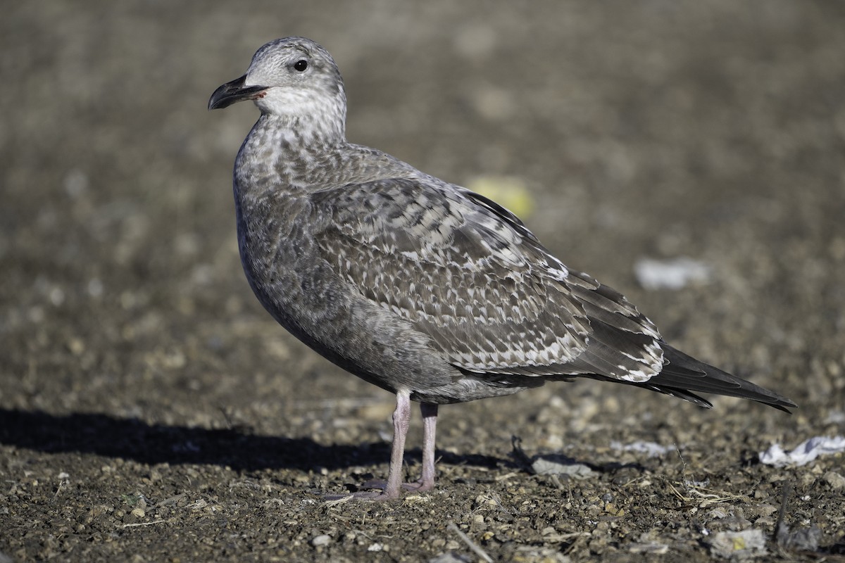 American Herring Gull - ML645697618
