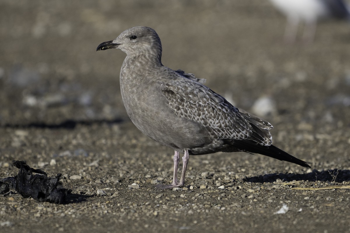 American Herring Gull - ML645697622