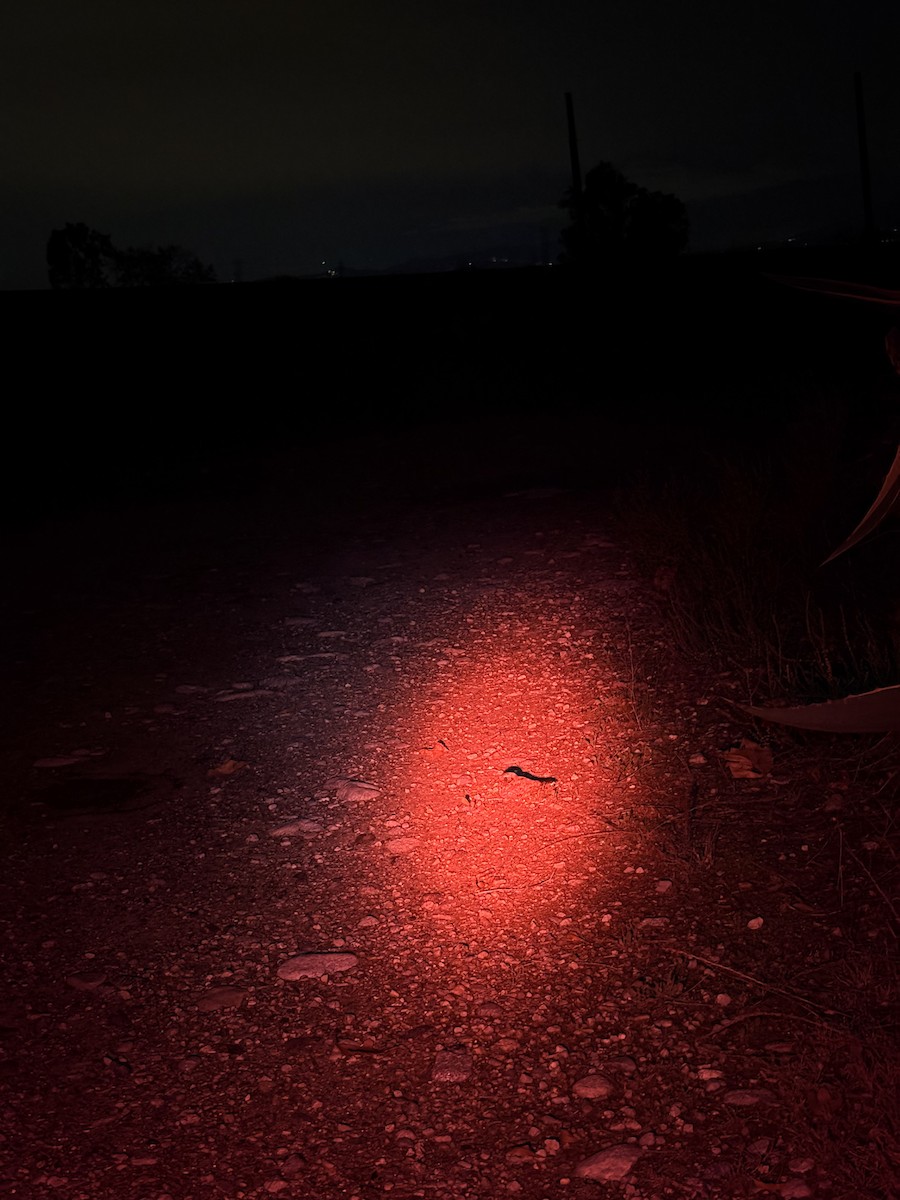 Common Poorwill - ML645697624