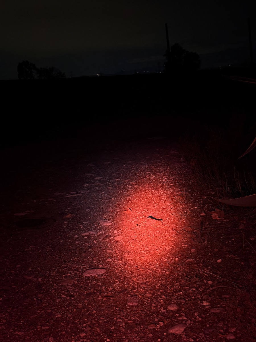 Common Poorwill - ML645697625