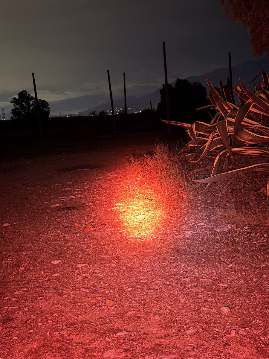 Common Poorwill - ML645697626