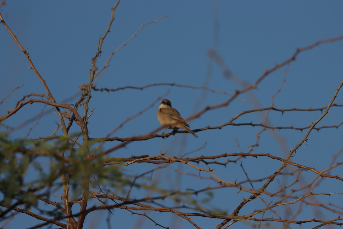 Isabellwürger - ML645697627